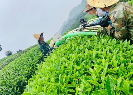 অঞ্জী হোয়াইট টি প্রথমবার বসন্তে ডার্ক ব্রাউন জাতের সংগ্রহ করা ভাল হজমকে উৎসাহিত করে